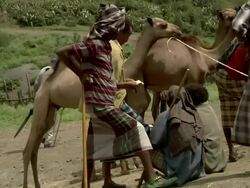 Ethiopian camel market Stock Footage