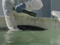 MS worker in caviar production killing sturgeon (Acipenser naccarii, also known as Adriatic Sturgeon) with a bolt gun and removing animal from water basin, RED R3D 4K,4KMSTR Stock Footage