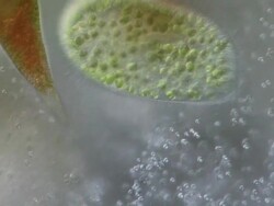 Paramecium bursaria and its symbiotic relationship with the green alga called Zoochlorella. Stock Footage