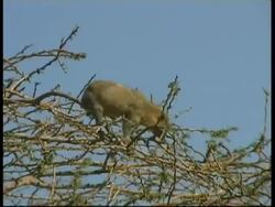 Syrian Rock Hyrax, Procavia capensis syriacus, eating leaves balanced on top of thorny bush, blue sky background, MS, Israel Stock Footage
