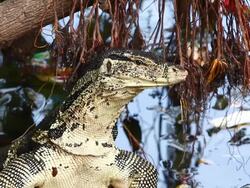 Varanus salvator Stock Footage