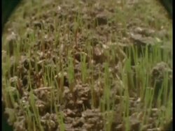 T/L BCU Tracking over grass growing up from soil, Fish eye lens Stock Footage