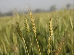 Close-up of wheat crops  Stock Footage