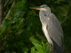 Great Blue Heron HD1080,NTSC,PAL Stock Footage