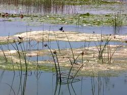 Wetlands Background With Water, Reeds and Birds Stock Footage