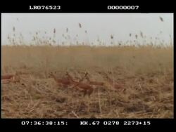 High speed - panning shot of group of Impala (Aepyceros melampus) running, long grass behind Stock Footage