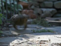 Toad Hanging Around on a Patio Stock Footage