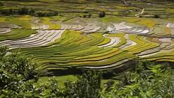 terraced rice field in Tule Village Stock Footage