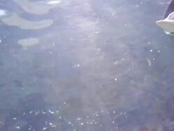 Ray fish Stock Footage