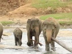 Elephants Stock Footage