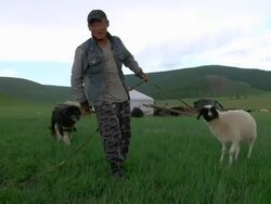 MS Nomad man roping sheep / Central-south Mongolia, Mongolia Stock Footage