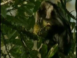 Liontail Macaque, Macaca silenus, eating Cullenia fruit, Western Ghats, India Stock Footage
