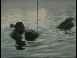 Killer whale show resumes with memorial for trainer killed by orca News Clip