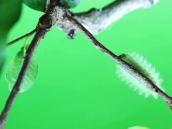 Green caterpillar walking on branch Stock Footage