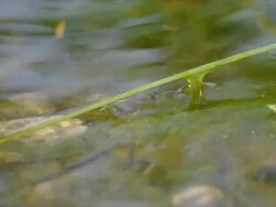Frog sitting in swamp, three scenes Stock Footage