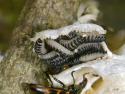 Female Pleasing Fungus Beetle (Erotylidae) with brood of larvae Stock Footage