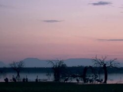 European Cranes (Grus grus) silhouetted on lake shore, North East Extremadura in Dehesa. Stock Footage