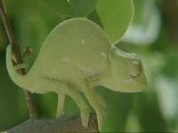 Flapnecked Chameleon, Chamaeleo dilepis, moving around on tree branch, Botswana, Africa Stock Footage