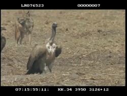 CU Vulture landing, jackal behind Stock Footage