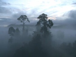 Misty rainforest, Maliau Basin, Sabah, Malaysia, Borneo Stock Footage