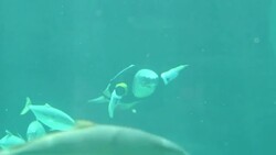 VOICED : Nuevas aletas para la tortuga Yu News Clip