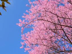Spring Pink Cherry Blossoms with Blue Sky Backgrounds Stock Footage