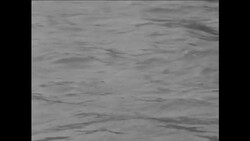 CAN789 WHALE SIGHTED IN THE RHINE RIVER Instructional Video