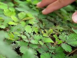 Touch the sensitive plant Stock Footage