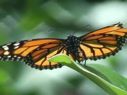 Monarch butterfly Stock Footage