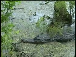 Two Alligators swimming through swamp then stopping, Brazos Bend State Park, Texas, USA Stock Footage
