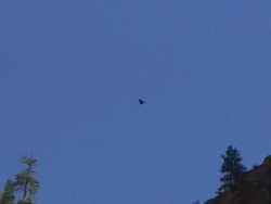 Golden Eagle Soaring Part 2 Stock Footage