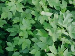 Overhead of cotton plants in a field Stock Footage