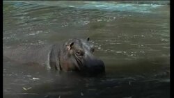 West Bank zoo welcomes new hippo, donated by zoo in Tel Aviv Instructional Video