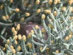 Cypress flowers Stock Footage