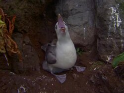 A nesting gull cackles near a rock formation. Stock Footage