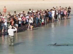 WS People at Monkey Mia shore while bottlenose dolphins swimming / Shark Bay, Western Australia, Australia Stock Footage