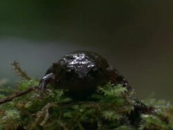 CU Frog lying on grassy area / Bellenden Ker, Queensland, Australia Stock Footage