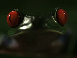 Extreme Close Up Front Angle Slow Motion - Red eyed tree frog head, frog jumps out of frame / Costa Rica Stock Footage