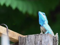 Chameleon Stock Footage