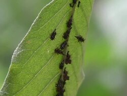 Ant and aphids relationship in tropical plants Stock Footage