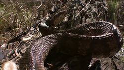 A snake coils on a log. Stock Footage