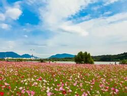 WS T/L View of People enjoying at Cosmos flower bed and Cosmos flower swaying in wind / Guri, Gyeonggi do, South Korea Stock Footage