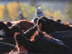 Rancher sorting cattle in holding pens Stock Footage