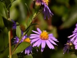 Some bees flying on flowers NTSC Stock Footage