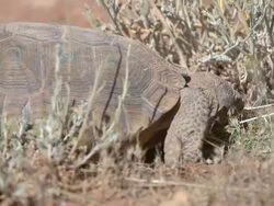 Desert Tortoise eating Stock Footage