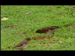 Mynah (Acridotheres tristis) birds prey on emerging winged termites, short sequence, Nagarahole, Southern India Stock Footage
