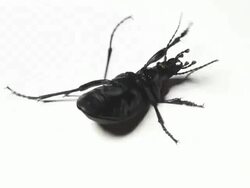 bug is struggle Stock Footage