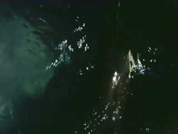 San Francisco Zoo Stock Footage