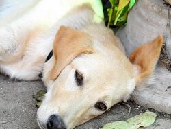 Dog sick Stock Footage