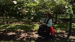 Waste kiwifruit used to make cutlery Instructional Video